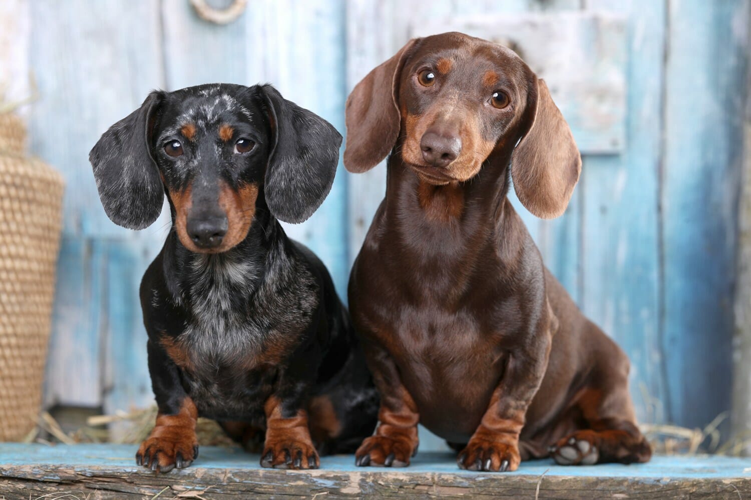 dachshund
